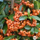 Pyracantha coccinea Saphyr Orange® 'Cadange' c.o.v.: H80/100cm ctr 4L
